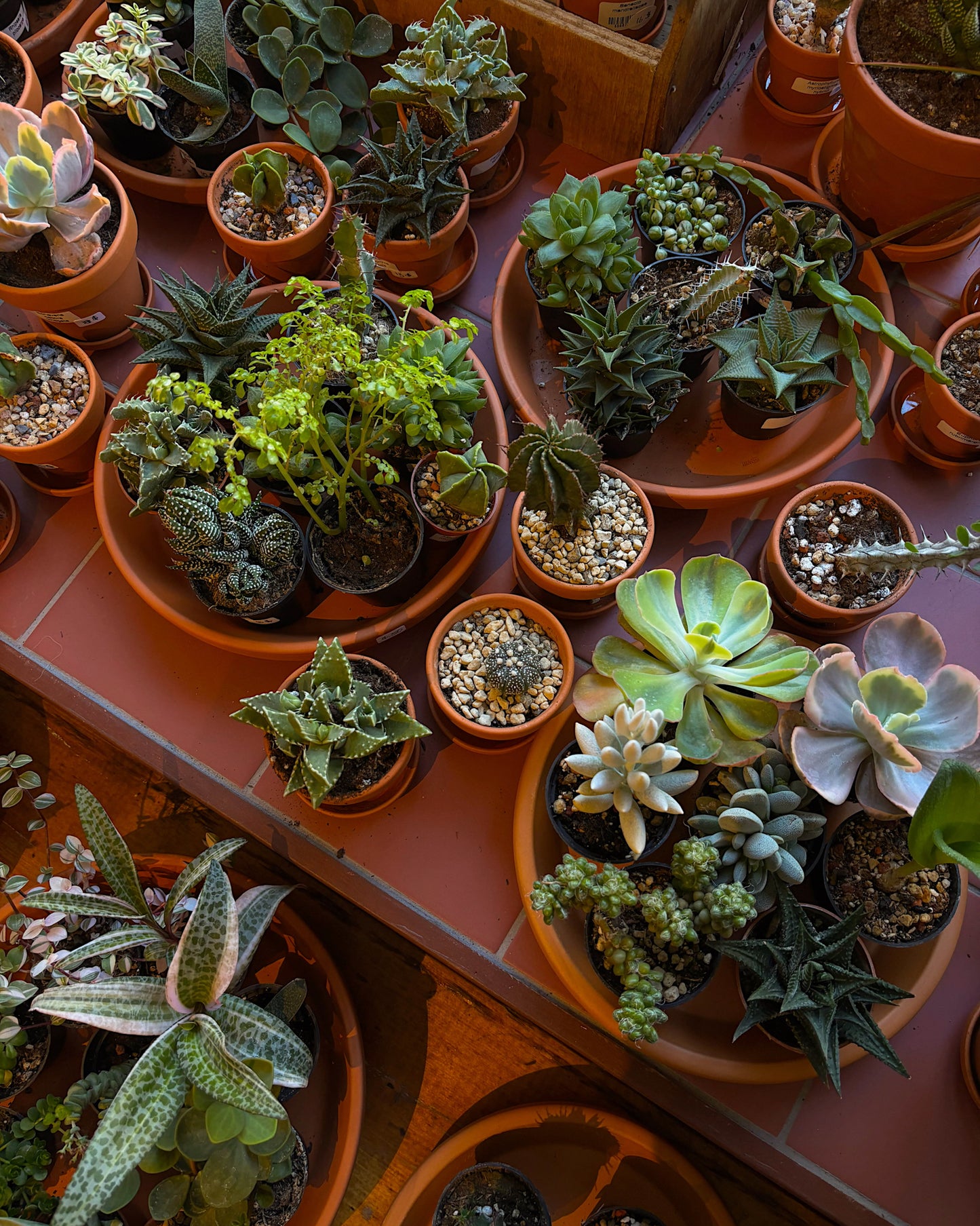 Sélection de plantes cactus et succulents