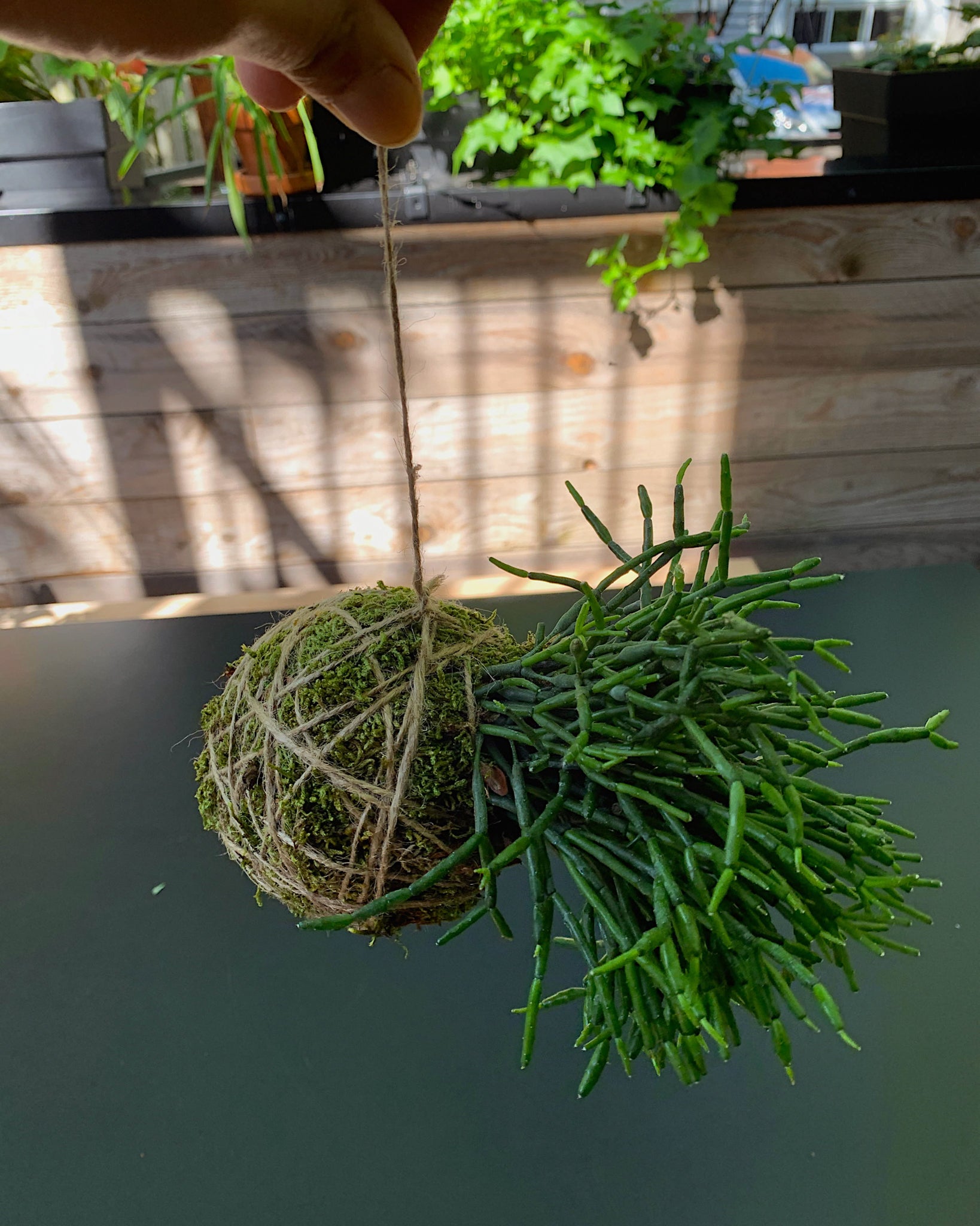 Kokedama boule de mousse japonaise