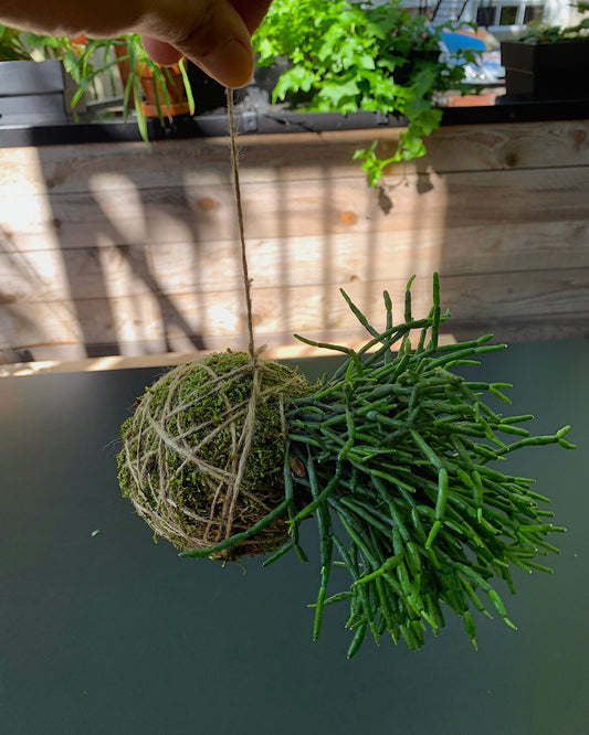Kokedama boule de mousse japonaise