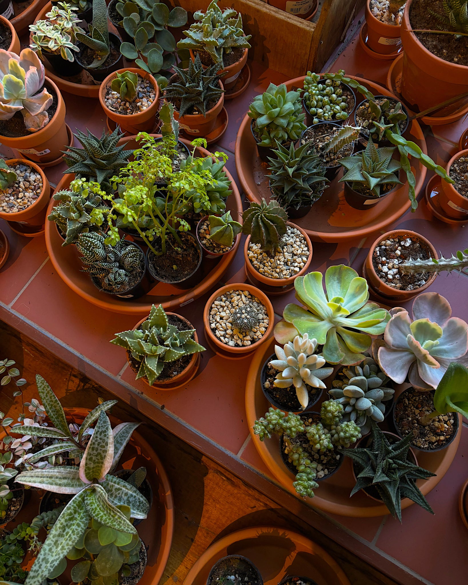 Sélection de plantes cactus et succulents