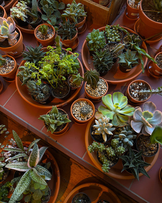 Sélection de plantes cactus et succulents