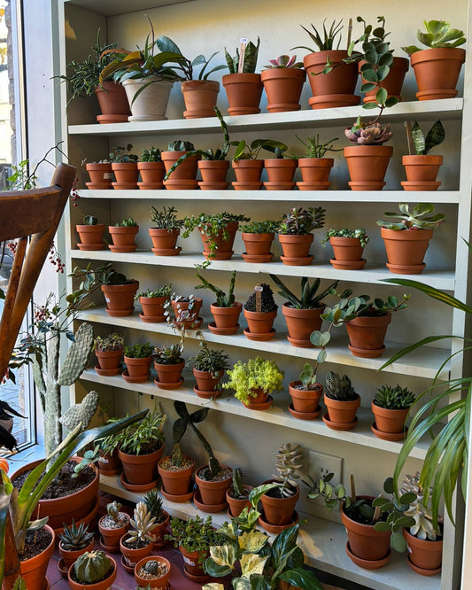 Atelier choisir, soigner et rempoter ses plantes