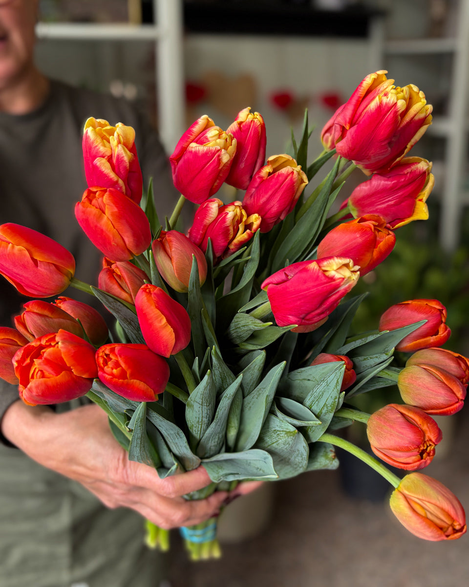 [Prévente] Bulbes de tulipes rouges Parkison Montréal-Laval