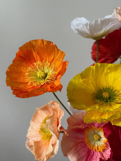 Atelier fleurs en papier - Pavot d'Islande x Atelier Nature Morte