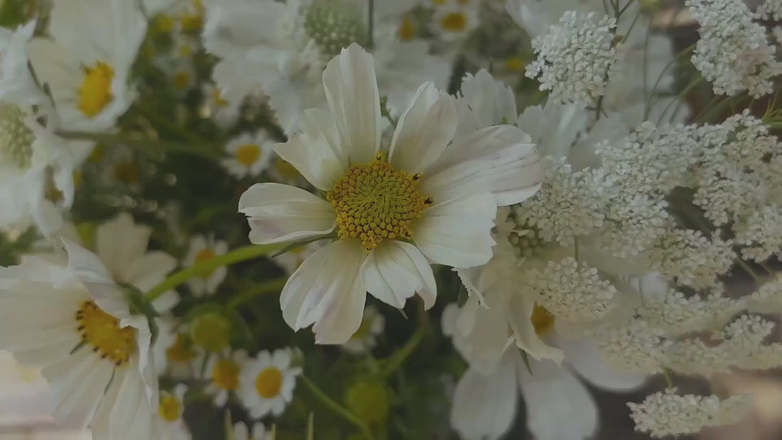 Bannière vidéo Hortense et Violette, bouquet tons blancs ammi majus, astrantia, cosmos, delphinium papillon, matricaire, scabieuse